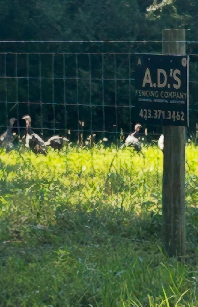 All Photos for A.D's Fencing Company in Madisonville, TN