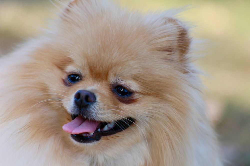 Our Eating service provides nutritious, balanced meals for your pets, tailored to their specific dietary needs. Enjoy peace of mind knowing your furry friends are receiving optimal nutrition with each meal. for Good Boys LLC in Irondequoit, NY