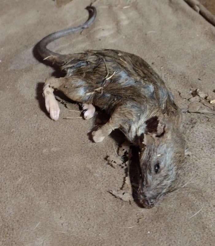 Our Rodent Control service ensures a rodent-free home by using safe, effective methods to eliminate and prevent infestations, protecting your family’s health and preserving the integrity of your property. for Winecoff Pest Control in Salisbury, NC