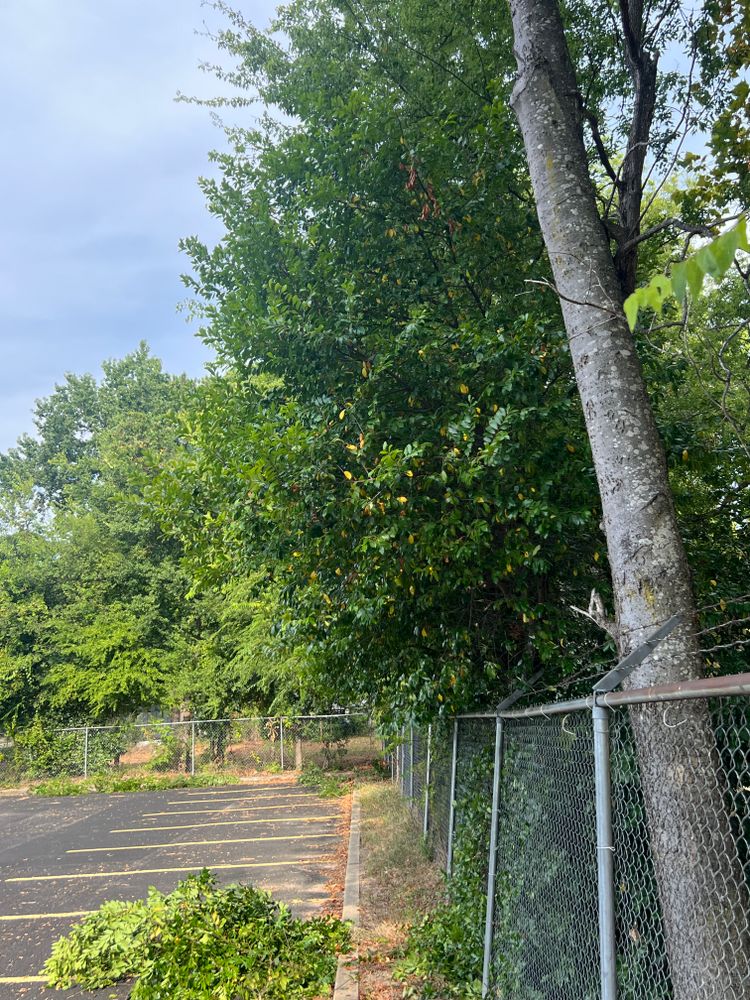 All Photos for Best Price Tree Service in Hallsville, TX