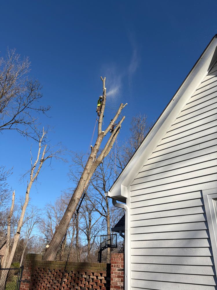 All Photos for Village Tree Service  in Whitestown, IN