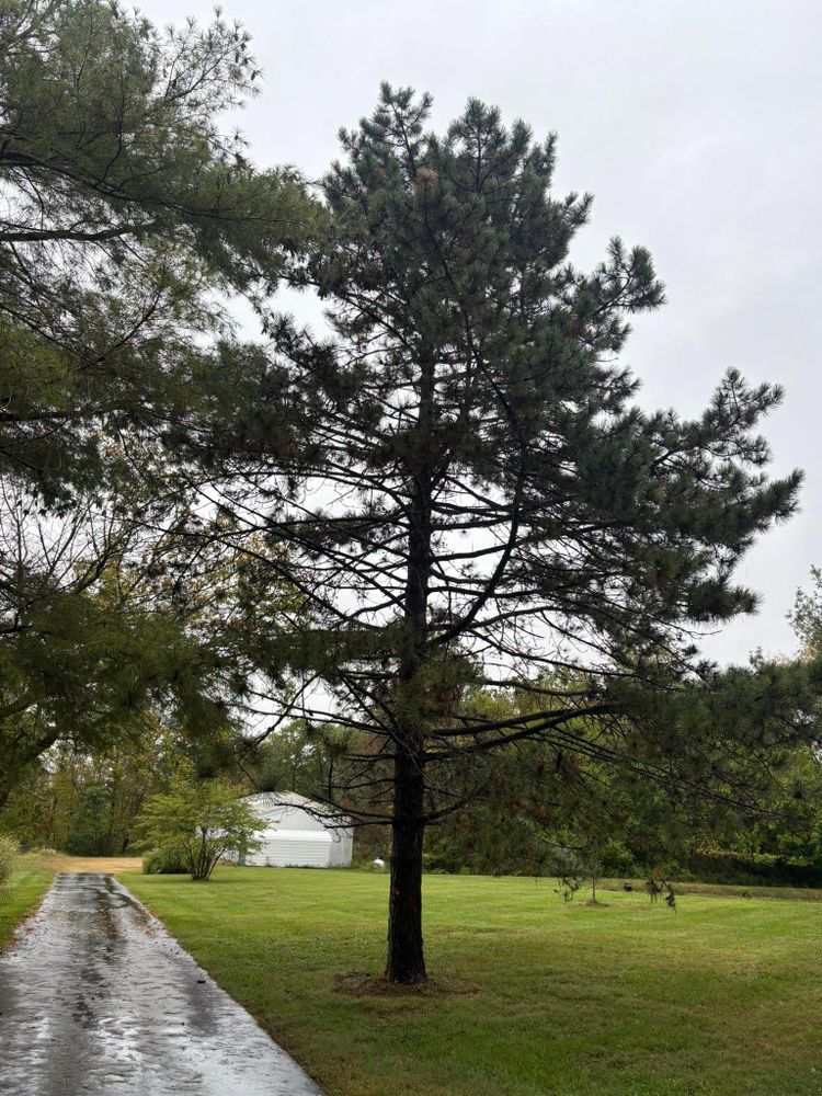 All Photos for Dig-It Tree Company in , 