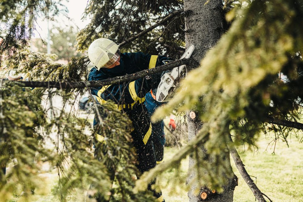 Our Tree Trimming service helps maintain the health and appearance of your trees by removing dead branches, shaping growth, and protecting against disease to promote a thriving landscape. for Tree Amigos Tree Service in Ocala, Fl