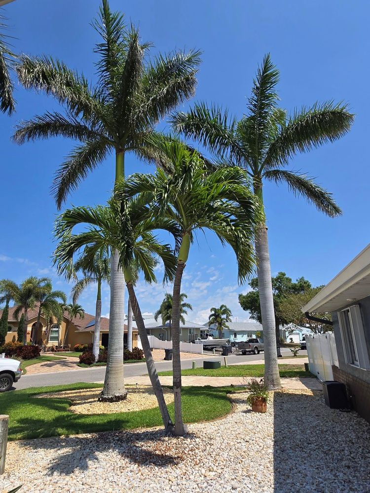 All Photos for TREE BOYS in Ruskin, FL