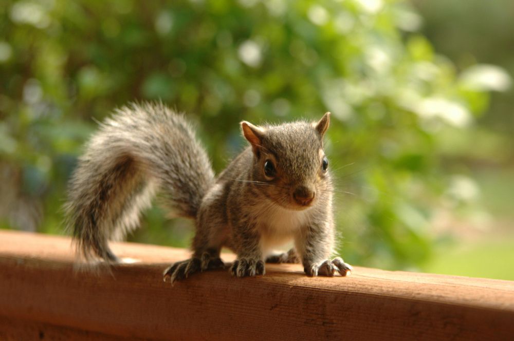 Our Squirrels service provides safe, humane removal and prevention solutions to protect your home from squirrel intrusion, ensuring a secure environment while preventing future infestations effectively. for The Critter Crew in DFW, TX