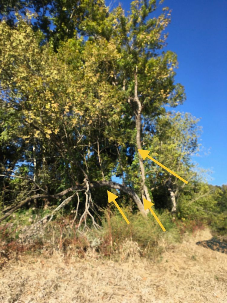 All Photos for Tucker's Tree Service and Stump Grinding in Lugoff, SC
