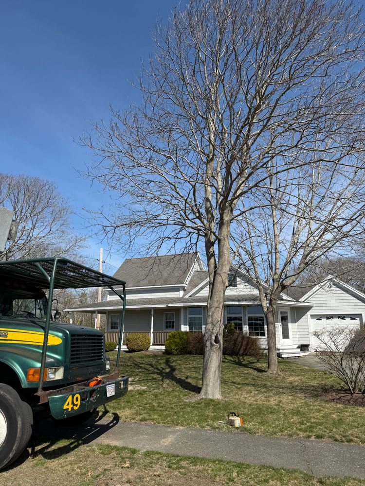 All Photos for Native Roots Tree Service in Cape Cod, MA