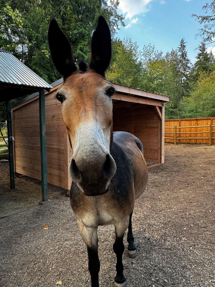 All Photos for Oats Equestrian Fencing LLC in Arlington, WA