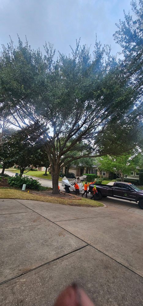 All Photos for Servin's Tree Care  in Houston, TX