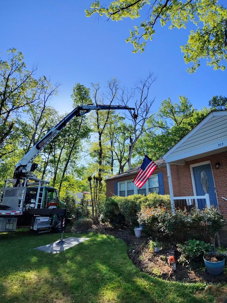 All Photos for Darbie's Tree Service in Newburg,  MD