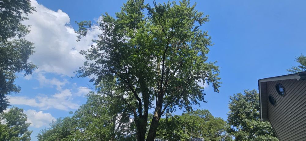 All Photos for Highborn Tree Service in Wheatfield, IN