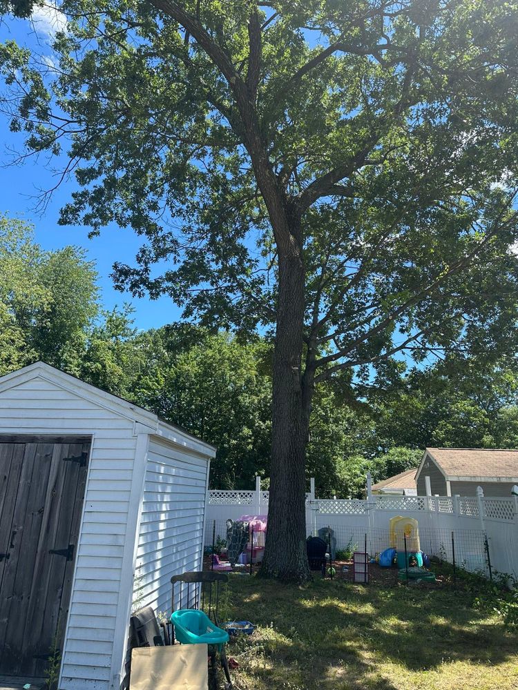 All Photos for Leaf and Limb in Townsend, MA