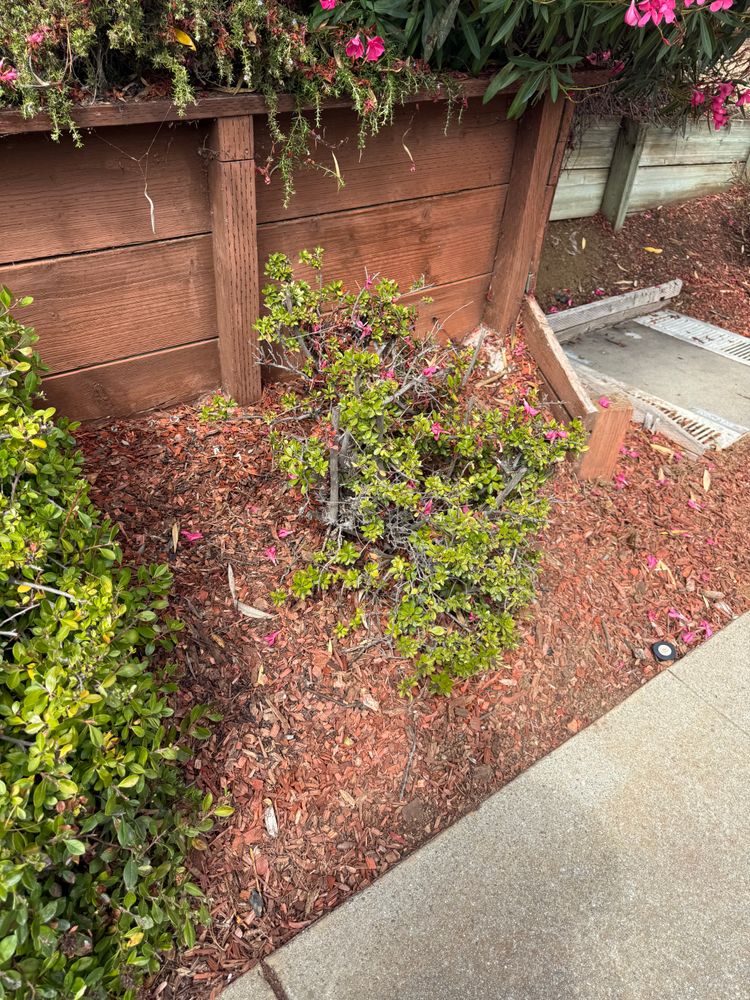All Photos for CBA Landscaping in Hayward, CA
