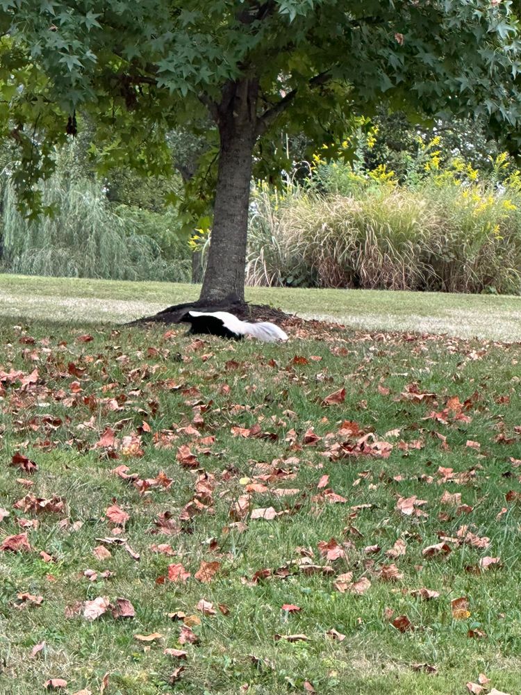Lawn and Landscape for JKL Lawn Service in Frankfort, KY