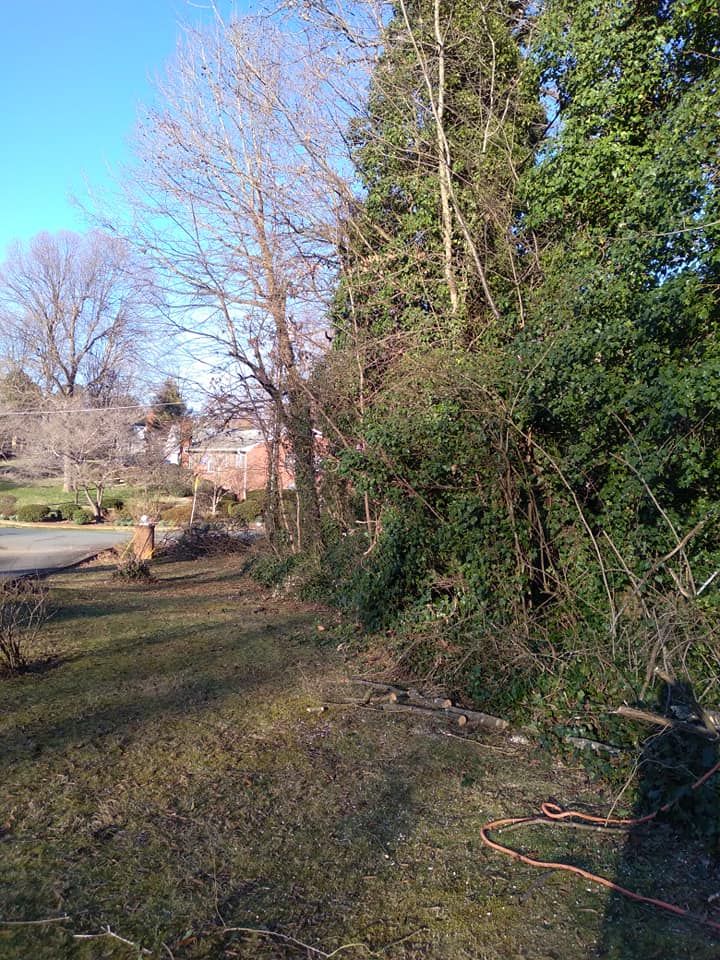 Tree Removal for Top Notch Lawn Care and Tree Removal in Mebane, NC