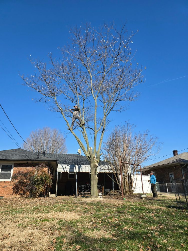 All Photos for Optimum Tree Service And Landscaping in Bowling Green, KY