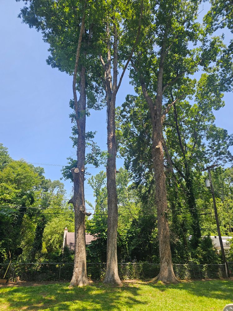 All Photos for Sasquatch Tree Services LLC in Spartanburg, SC