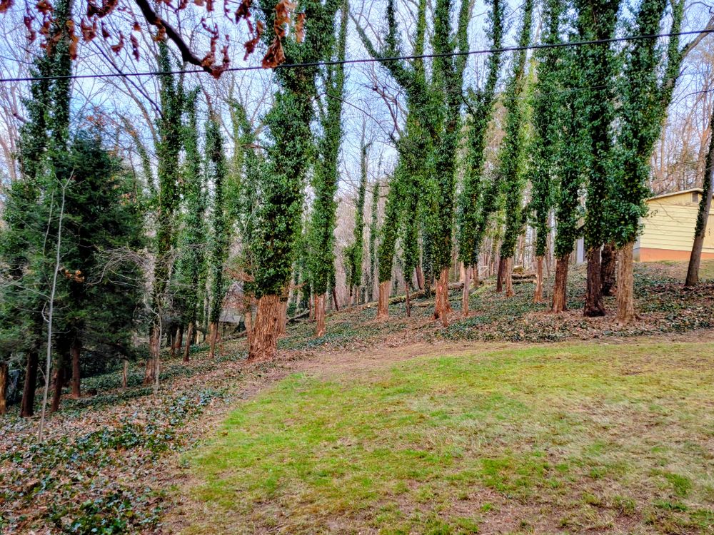Clean ups and invasive plant management  for C4 TrueVision Renovations in Asheville, NC