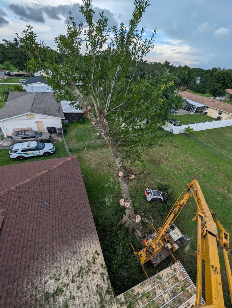 All Photos for Regal Tree Service and Stump Grinding in Wauchula, FL