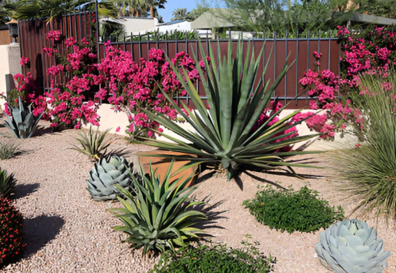 Transform your outdoor space with our Xeriscaping service, which designs drought-resistant landscapes that conserve water, reduce maintenance needs, and enhance the natural beauty of your garden year-round. for CTHA Landscape in Phoenix, AZ