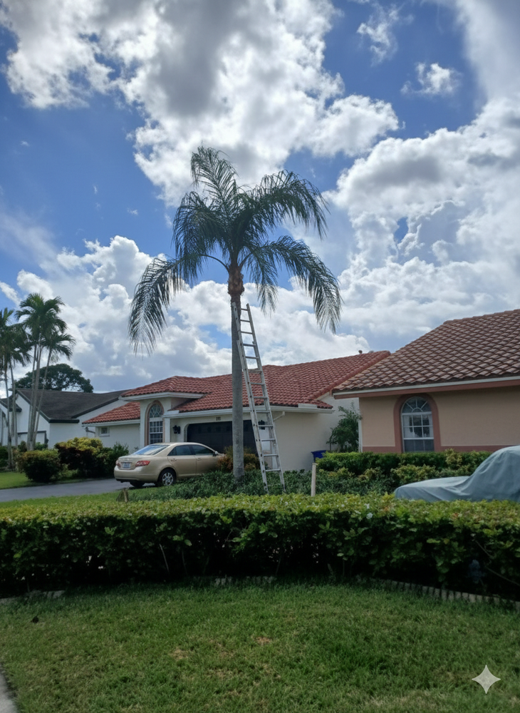 All Photos for ASAP Tree Service in Sebastian, FL