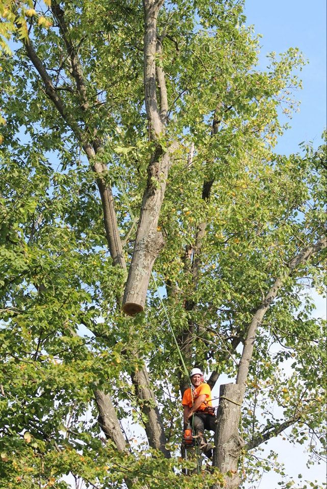 Other Services for Advanced Tree Solutions in Rockville, IN