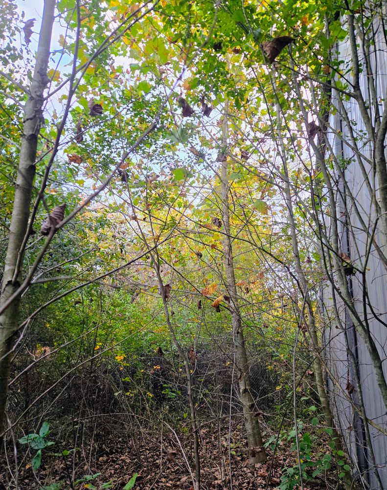 Clean ups and invasive plant management  for C4 TrueVision Renovations in Asheville, NC