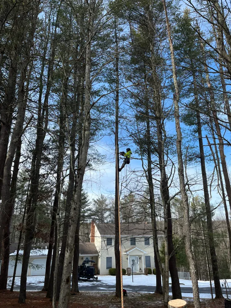 All Photos for Licensed to Cut Tree Service in Athens, PA