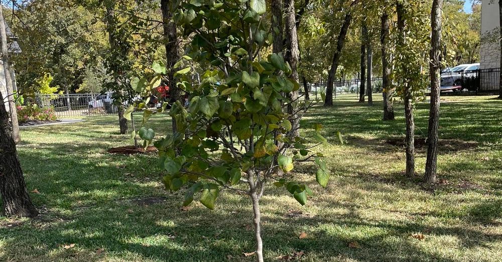 Enhance the health and longevity of your privacy trees with our expert Chemical Maintenance service, protecting them from pests and diseases while promoting optimal growth in your outdoor sanctuary. for Arbor Max Solutions in Gun Barrel City, TX