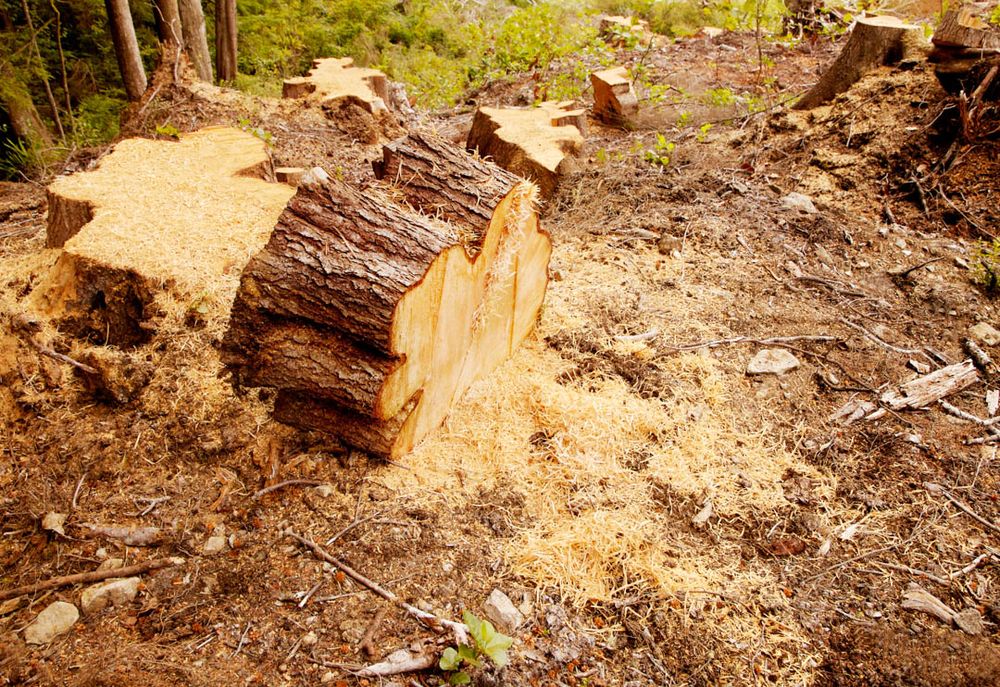 Tree Care Service for Big Island Coconut Company in Pilialoha, HI