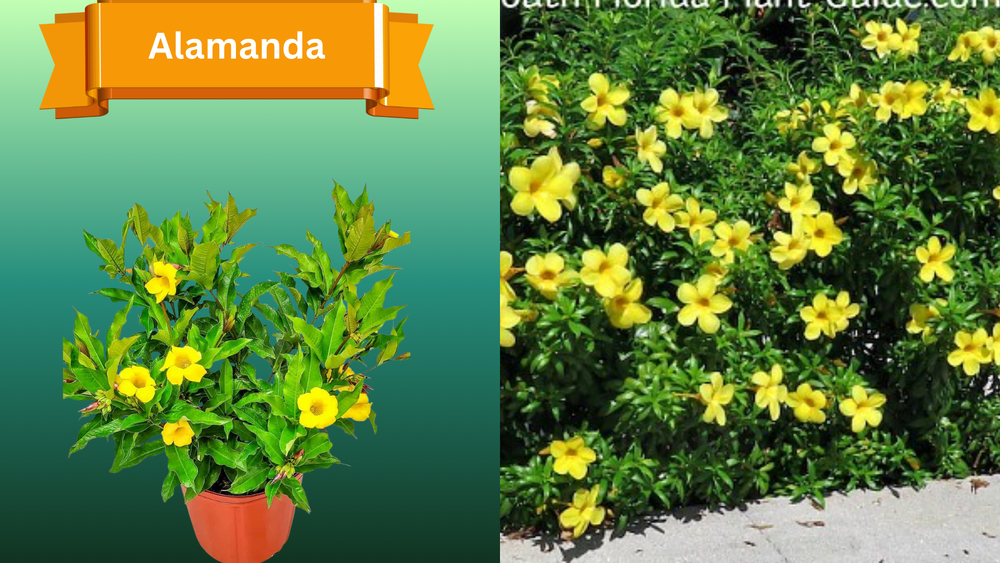 Plant Samples for R.B. & Company in Belleview, FL