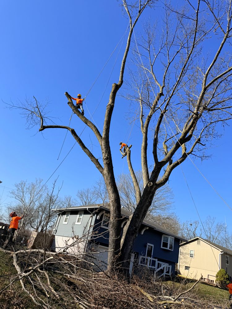 All Photos for Cross Family Tree Service in Kearney, MO
