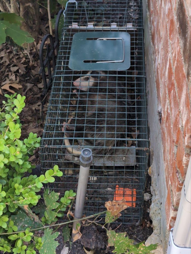 All Photos for Topper's Wildlife Removal in Garland, TX
