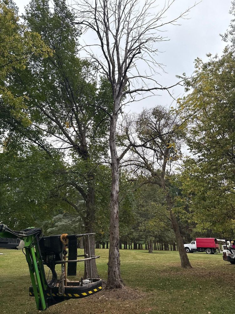 All Photos for Fransen's Tree Service  in Freeport, IL