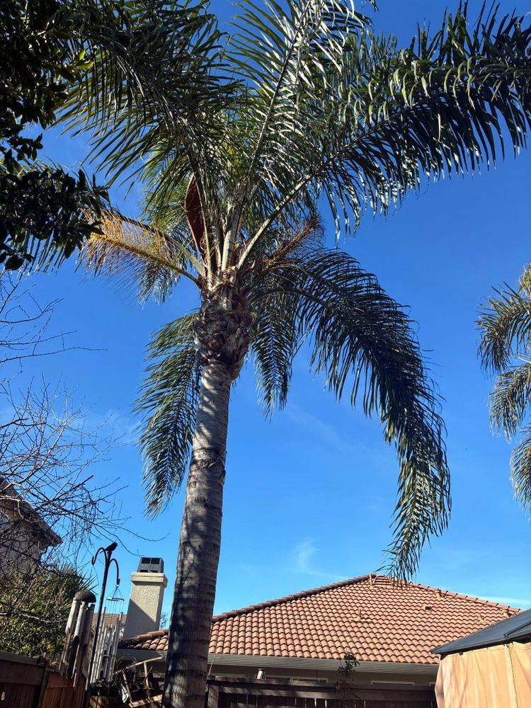 All Photos for Sammy's Tree Services in Sacramento, CA