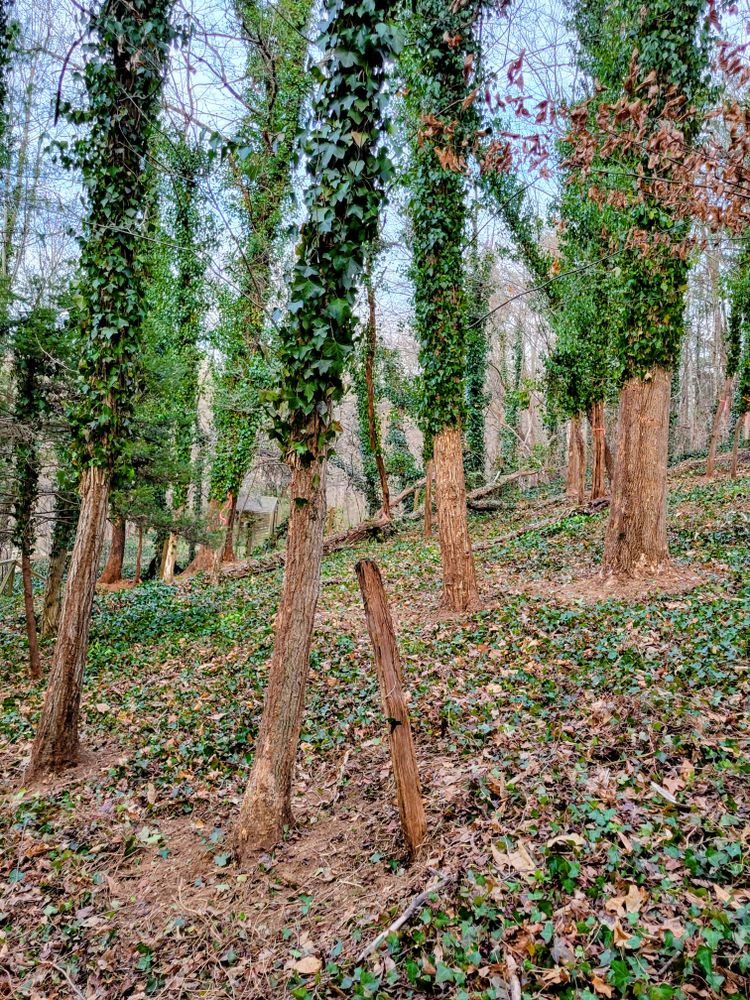 Clean ups and invasive plant management  for C4 TrueVision Renovations in Asheville, NC