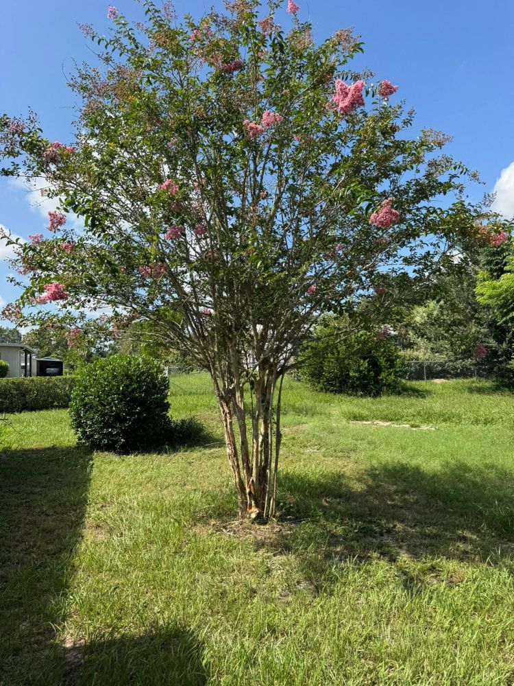 All Photos for Young's Lawn Services LLC in Ocala, FL