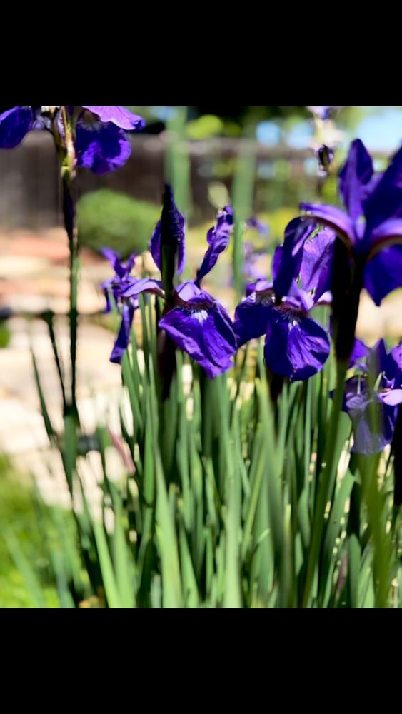 Lawn Care for Denver Bros Lawn Control in Denver, CO