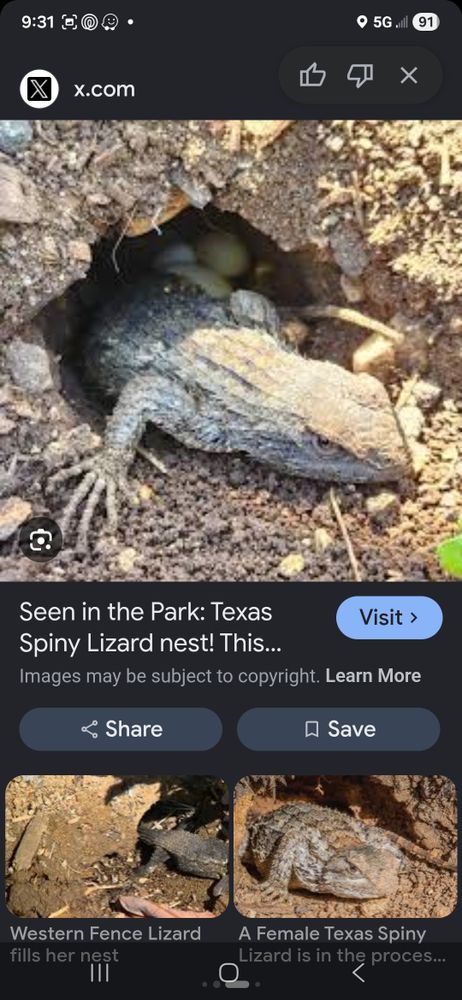 All Photos for Niko's Pest Control in Las Vegas, NV