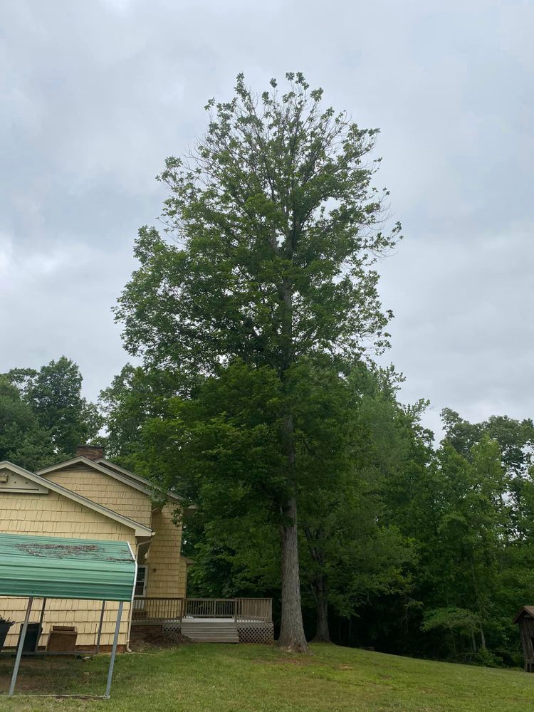 Tree Removal for Ascending Tree Service LLC in Kenbridge, VA