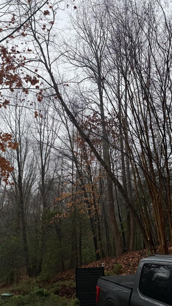 All Photos for DIAZ TREE in Stafford, VA