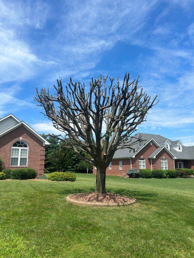 All Photos for Optimum Tree Service And Landscaping in Bowling Green, KY