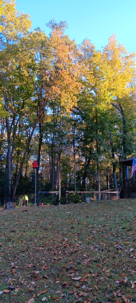 All Photos for Mario's Tree Service in Richmond, VA