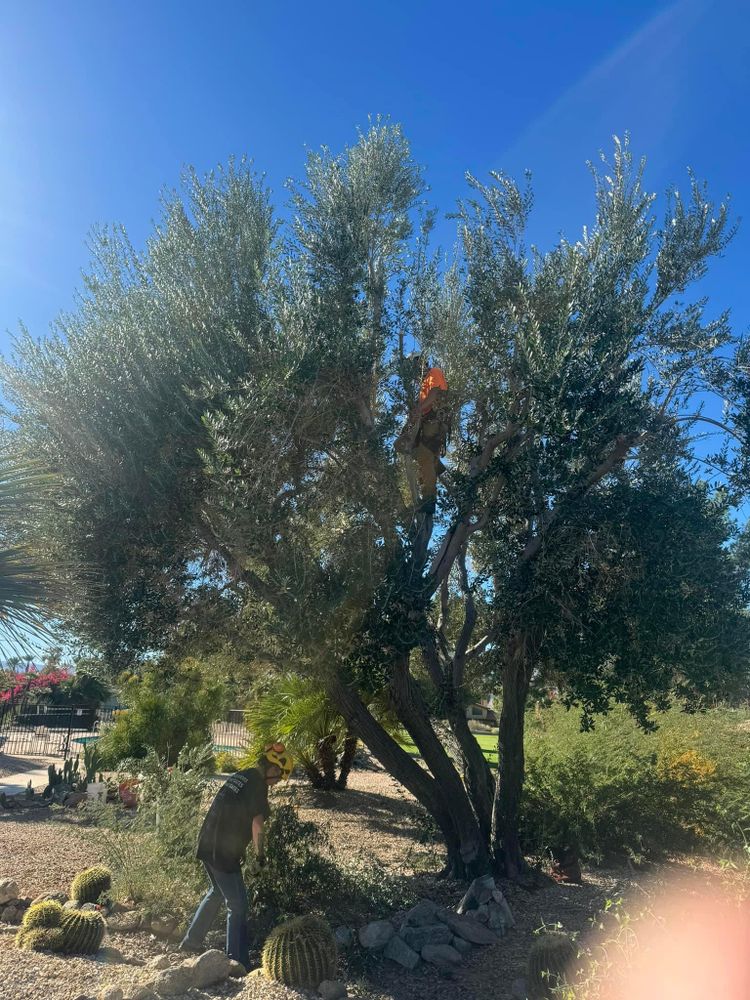 Property Clean Up for The Tree Fairy in Temecula, CA