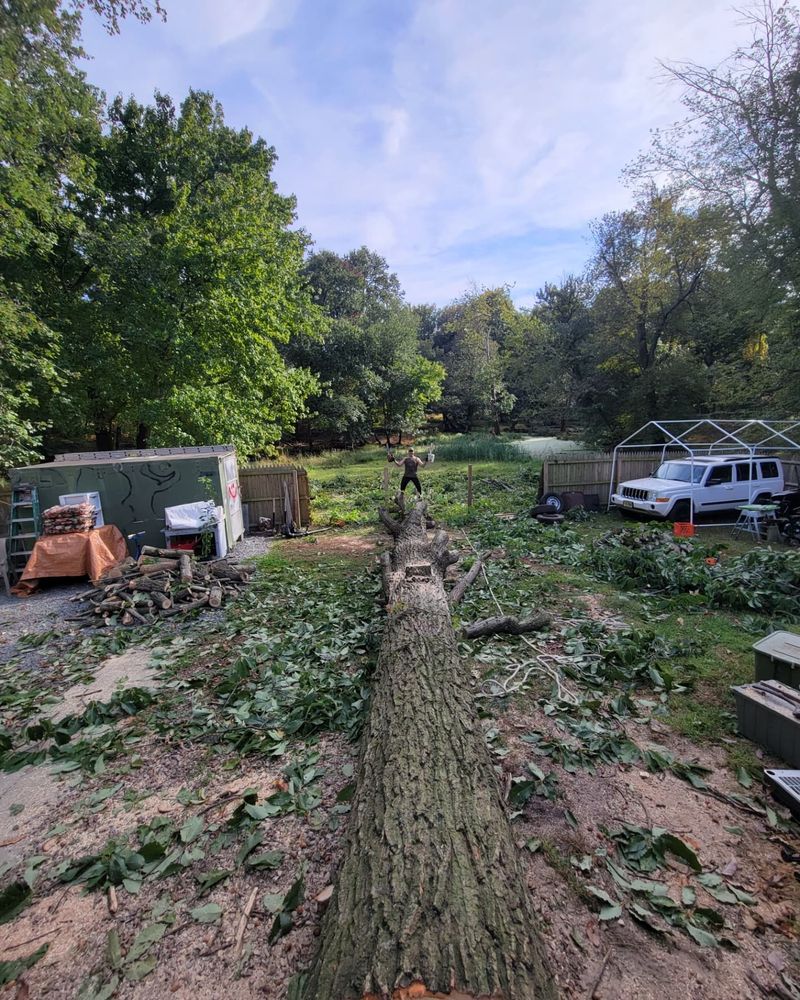 All Photos for Timber Arts Tree Service in Lindenwold, NJ 