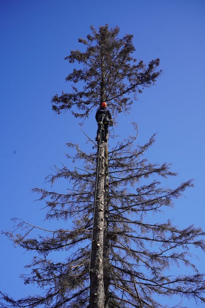 All Photos for Dan's Tree Service LLC in Bemidji, MN