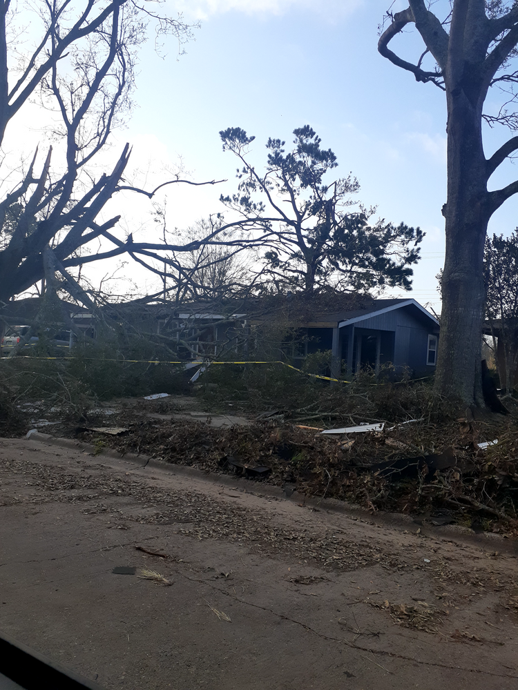 All Photos for Professional Tree Service USA in Chattanooga, TN