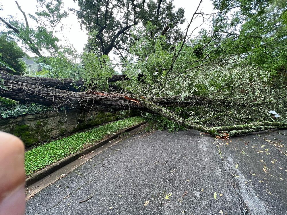 All Photos for Professional Tree Service USA in Chattanooga, TN