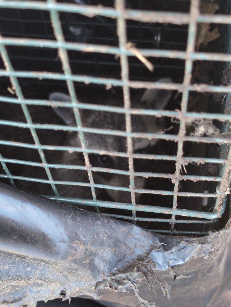 All Photos for Topper's Wildlife Removal in Garland, TX