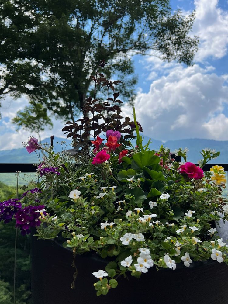 All Photos for Sustainable Lawn and Landscape in Banner Elk, NC